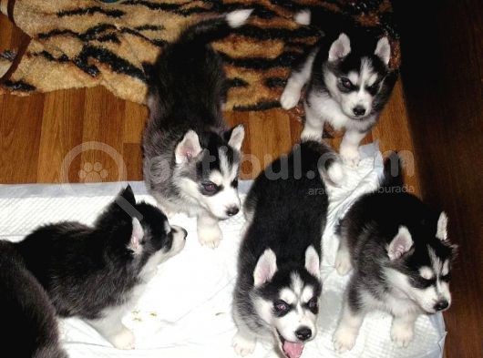 Husky Yavrularımız görsel
