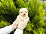Maltipoo Bebekler 