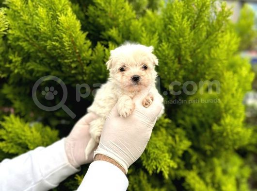 Maltipoo Bebekler  görsel