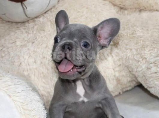 Blue Fransız Bulldog Yavrularımız