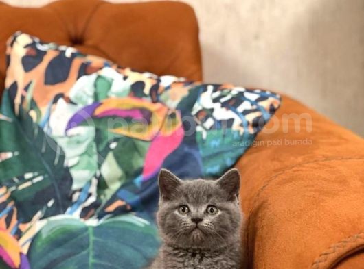 Safkan Oyuncu Bri̇ti̇sh Shorthai̇r Yavrular görsel