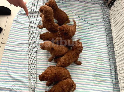 Irk Ve Sağlık Garantili Aşılı Pet Eğitimli Toy Poodle görsel