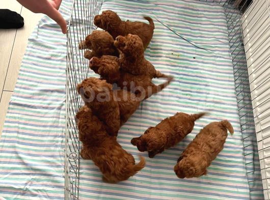 Irk Ve Sağlık Garantili Aşılı Pet Eğitimli Toy Poodle görsel