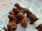 Irk ve sağlık garantili aşılı Pet eğitimli toy poodle