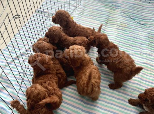 Irk Ve Sağlık Garantili Aşılı Pet Eğitimli Toy Poodle