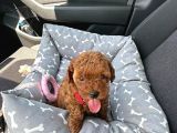 Safkan koyu renk toy poodle bebeklerim pet eğitimli ve çok s