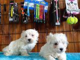 Safkan maltese Terrier bebekler