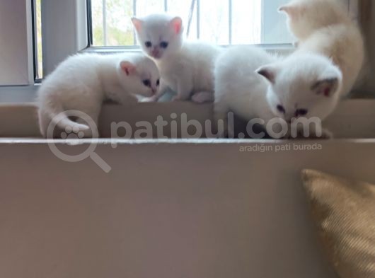 Bal Gi̇bi̇ Tatli Yavrular 3 görsel