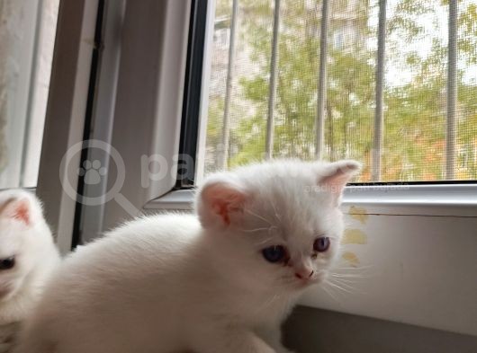 Bal Gi̇bi̇ Tatli Yavrular 3 görsel