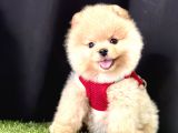 Pomeranian Boo Ayi Surat Yavrularimiz