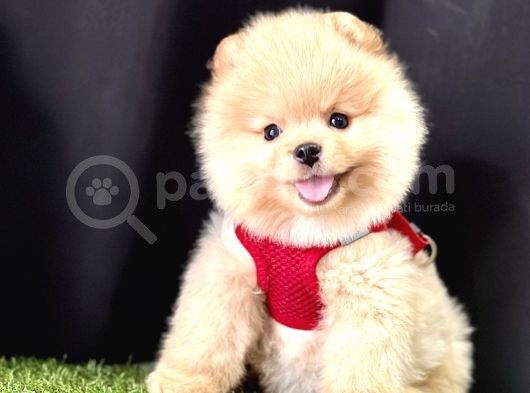 Pomeranian Boo Ayi Surat Yavrularimiz görsel