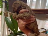 Aşılı Karneli Redbrown Poodle Yavrum