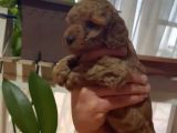 Aşılı Karneli RedBrown Poodle Yavrum