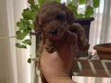 Aşılı Karneli Redbrown Poodle Yavrum