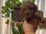 Aşılı Karneli Redbrown Poodle Yavrum