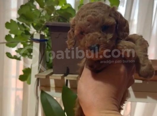 Aşılı Karneli Redbrown Poodle Yavrum görsel