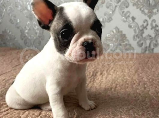 Fransız Bulldog Yavrularımız