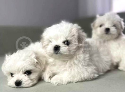 Maltese Terrier Yavrularımız