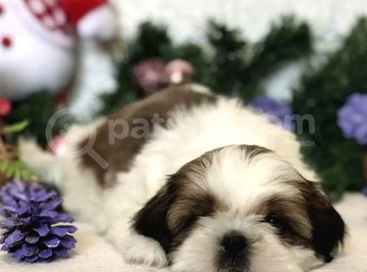 Shih Tzu Yavrularımız görsel