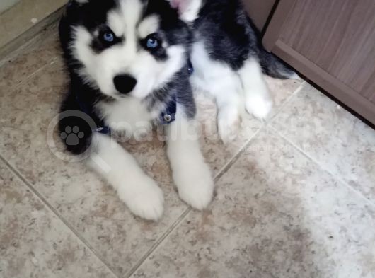 Husky Erkek Yavru Erzincan