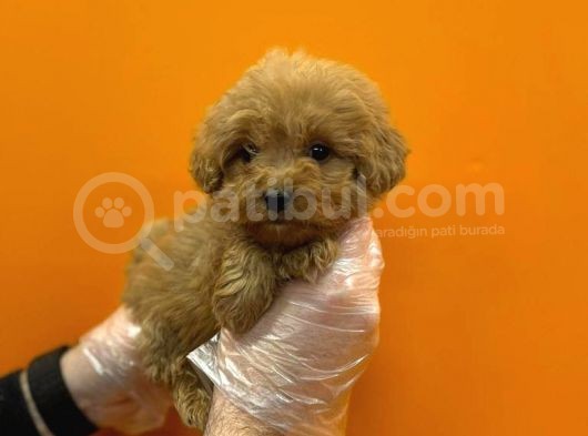 Mükemmel Malti̇poo Yavrulari görsel