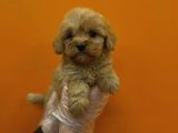Mükemmel Malti̇poo Yavrulari