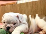 Üst Kalite İngiliz Bulldog Bebeklerimiz