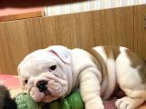Üst Kalite İngiliz Bulldog Bebeklerimiz