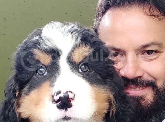 Bernese Mountai̇n Dog Yavrulari̇ görsel