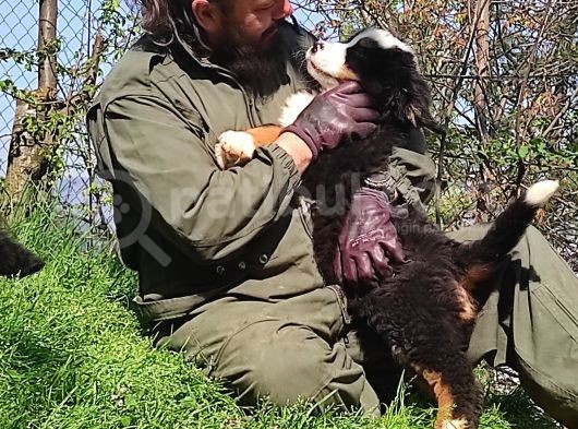Bernese Mountai̇n Dog Yavrulari̇ görsel