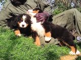Bernese Mountai̇n Dog Yavrulari̇