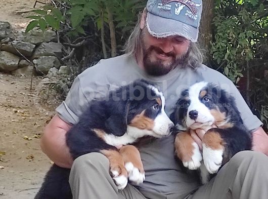 Bernese Mountai̇n Dog Yavrulari̇