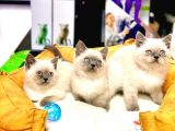 Safkan Üst Kali̇te Blue Poi̇nt Bri̇ti̇sh Shorthai̇r Yavrular