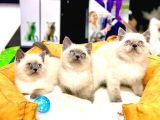 Safkan Üst Kali̇te Blue Poi̇nt Bri̇ti̇sh Shorthai̇r Yavrular