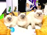 Safkan Üst Kali̇te Blue Poi̇nt Bri̇ti̇sh Shorthai̇r Yavrular