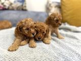 Petmode Köpek Çiftliğinden Apricot Toy Poodle Yavrularımız