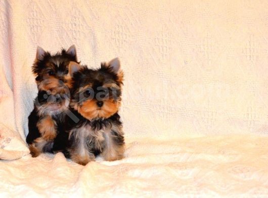 Petmode Köpek Çiftliğinden Tea Cup Yorkshire Yavrumuz görsel