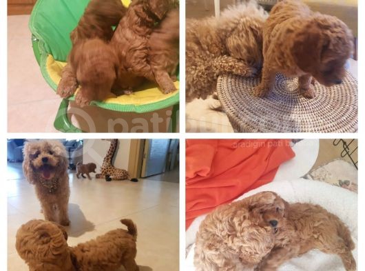 Petmode Köpek Çiftliğinden Apricot Toy Poodle Yavrularımız görsel