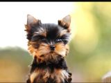 Petmode Köpek Çiftliğinden tea cup yorkshire Yavrumuz