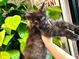 Xl Maine Vcoon Yavrular