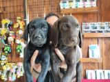 Mükemmel Kalite Labrador Yavrularımız
