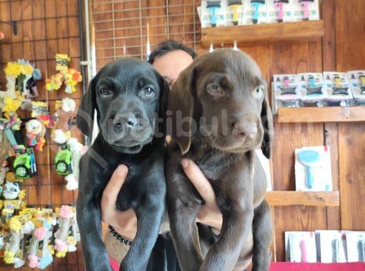 Mükemmel Kalite Labrador Yavrularımız görsel