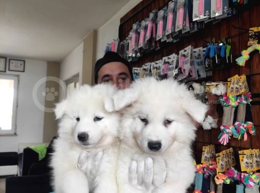 Ayi̇ Yavrusu Samoyed A Kali̇te Irk görsel