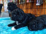 Siyah Özel Renk Poodle Yavrularımız
