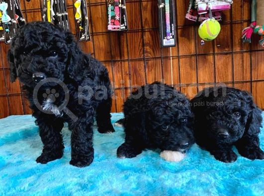Siyah Özel Renk Poodle Yavrularımız görsel