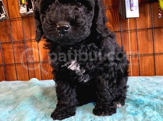 Siyah Özel Renk Poodle Yavrularımız görsel