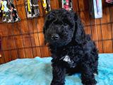 Siyah Özel Renk Poodle Yavrularımız