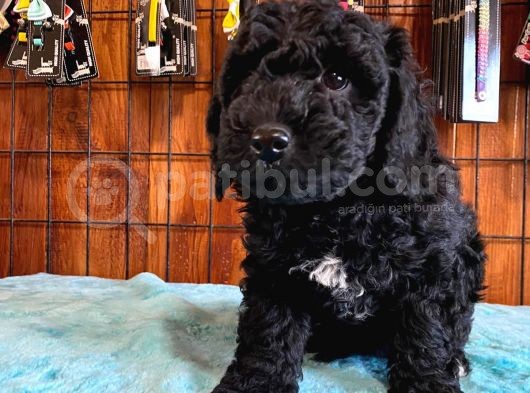 Siyah Özel Renk Poodle Yavrularımız