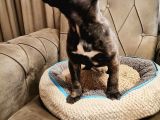 A Scrli̇ Blue Cane Corso Italiano Yavrularımız