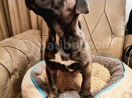 A Scrli̇ Blue Cane Corso Italiano Yavrularımız